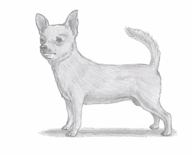 Come Disegnare Un Chihuahua Tutorial E Significato